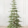 Alpine Balsam Fir Trees