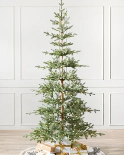 Alpine Balsam Fir Trees