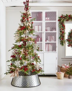 Alpine Balsam Fir Trees