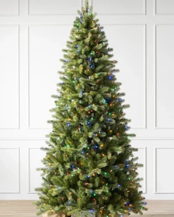 Bellevue Spruce Trees