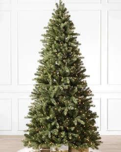Bellevue Spruce Trees