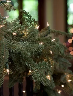 Berkshire Mountain Fir® Foliage