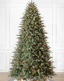 BH Blue Spruce Trees