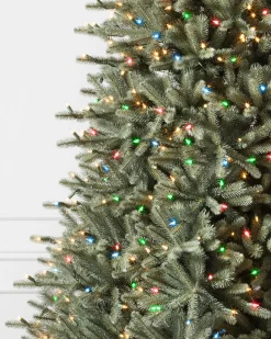 BH Blue Spruce Trees
