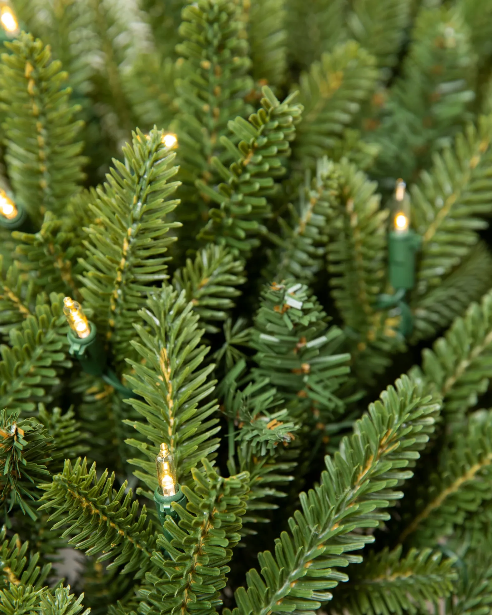 BH Fraser Fir Foliage