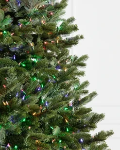BH Fraser Fir Trees