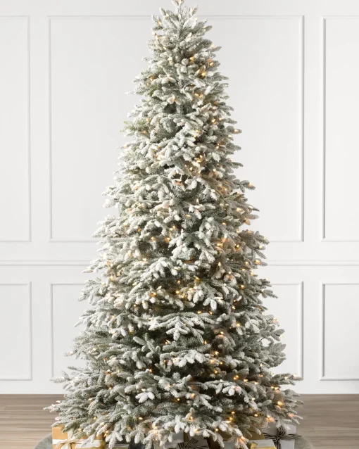 BH Frosted Fraser Fir® Trees