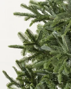 BH Nordmann Fir Trees