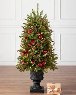 BH Norway Spruce Holiday Foliage