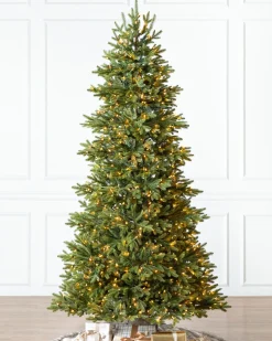 BH Norway Spruce Trees