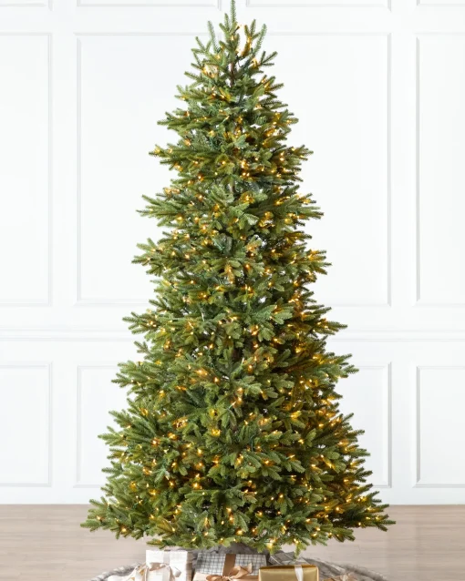 BH Norway Spruce Trees