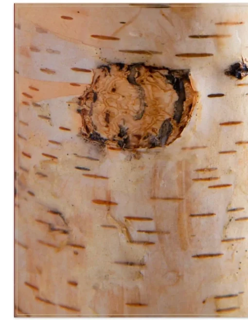 Birch Miracle Flame LED Candles
