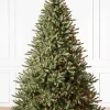 Classic Blue Spruce Trees