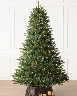 Classic Evergreen Spruce Trees