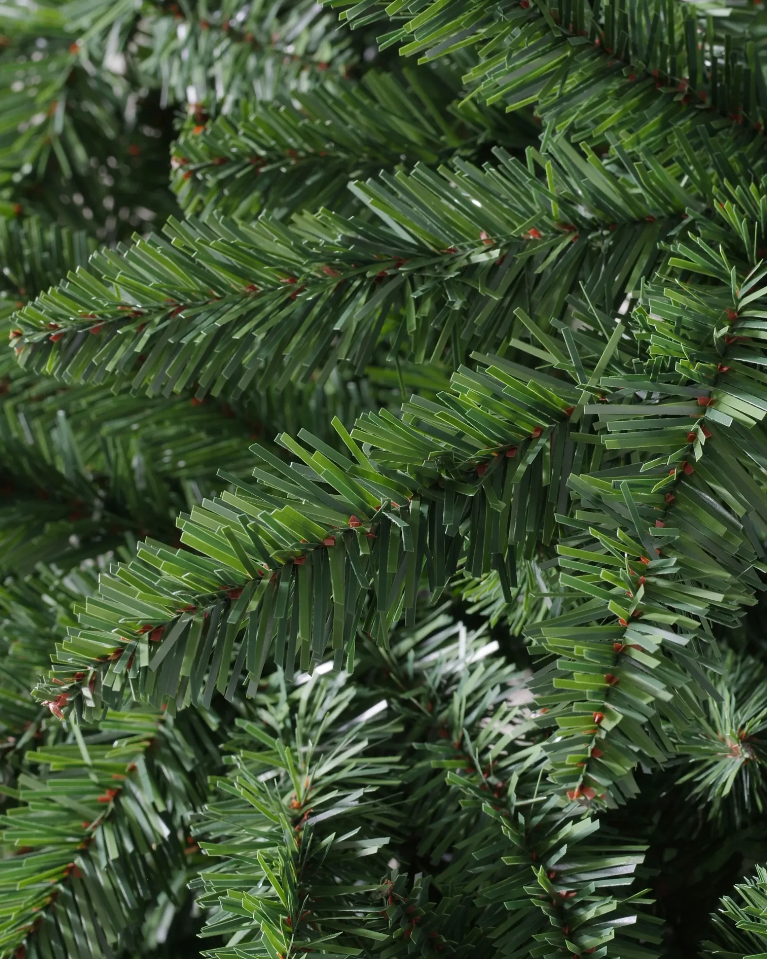 Classic Evergreen Spruce Trees