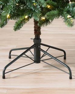 Classic Evergreen Spruce Trees