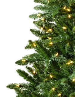 Classic Evergreen Spruce Trees
