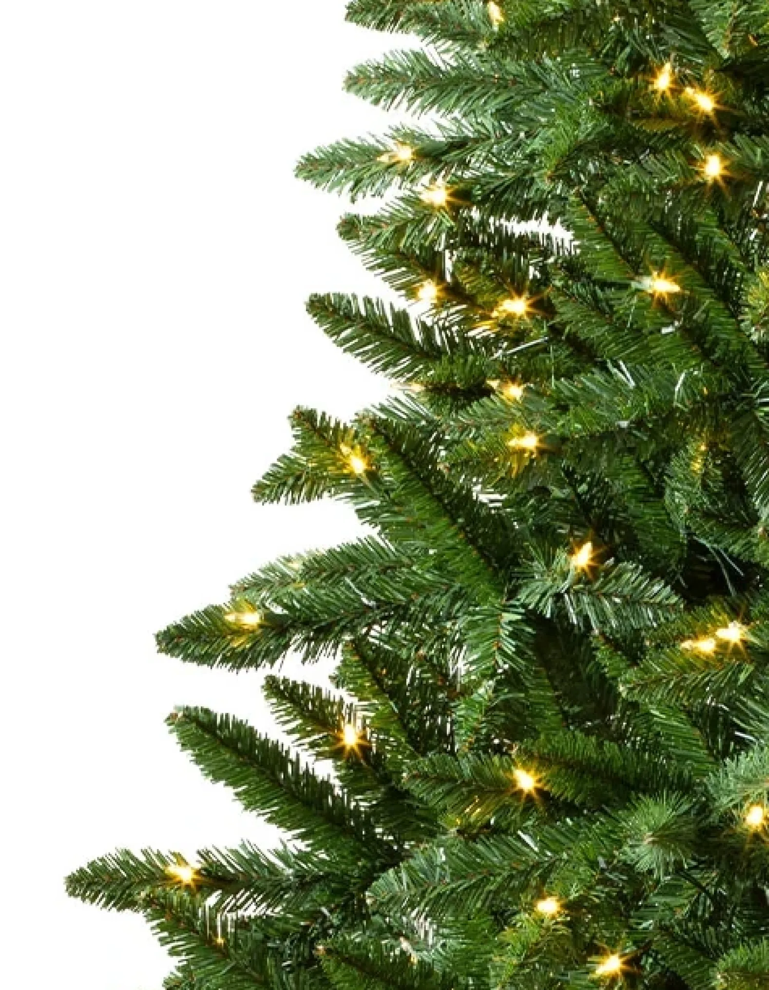 Classic Evergreen Spruce Trees