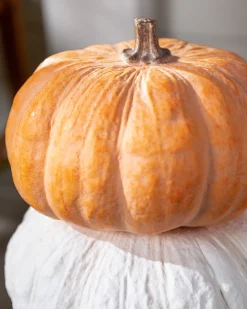 Fairytale Pumpkins