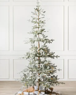 Frosted Alpine Balsam Fir Trees