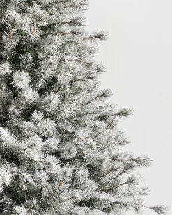 Frosted Sugar Pine Trees