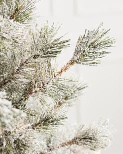 Frosted Sugar Pine Trees