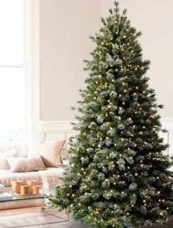 Frosted Sugar Pine Trees