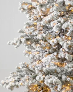 Frosted Yukon Spruce Trees
