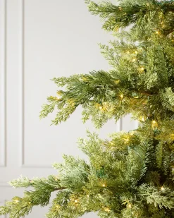 Grand Canyon Cedar® Trees