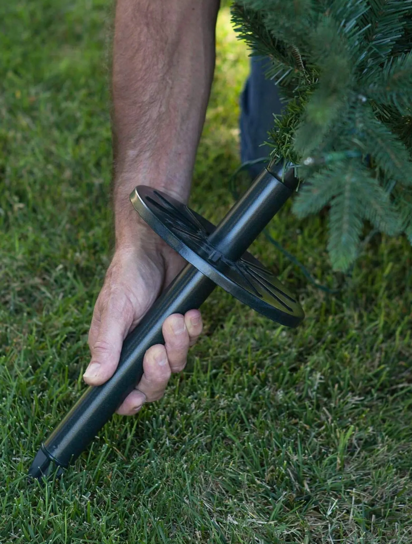 Greenwich Estates® Pine Trees
