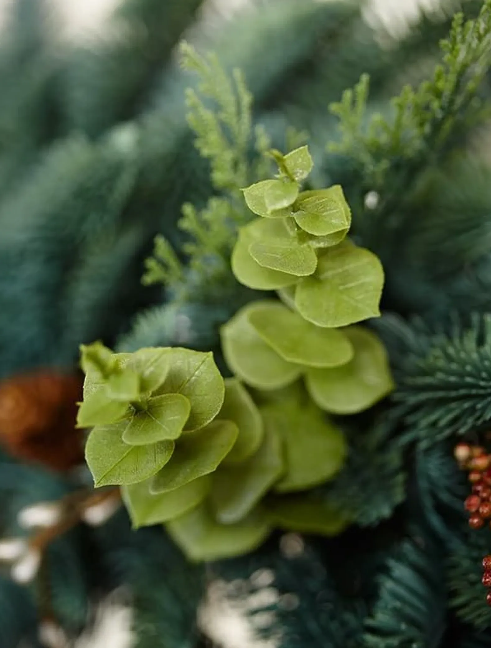 Mountain Meadow Foliage