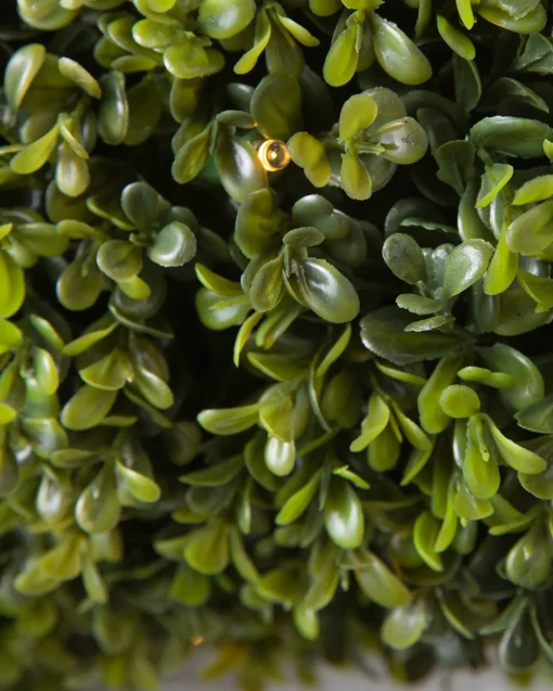 Outdoor Boxwood Foliage
