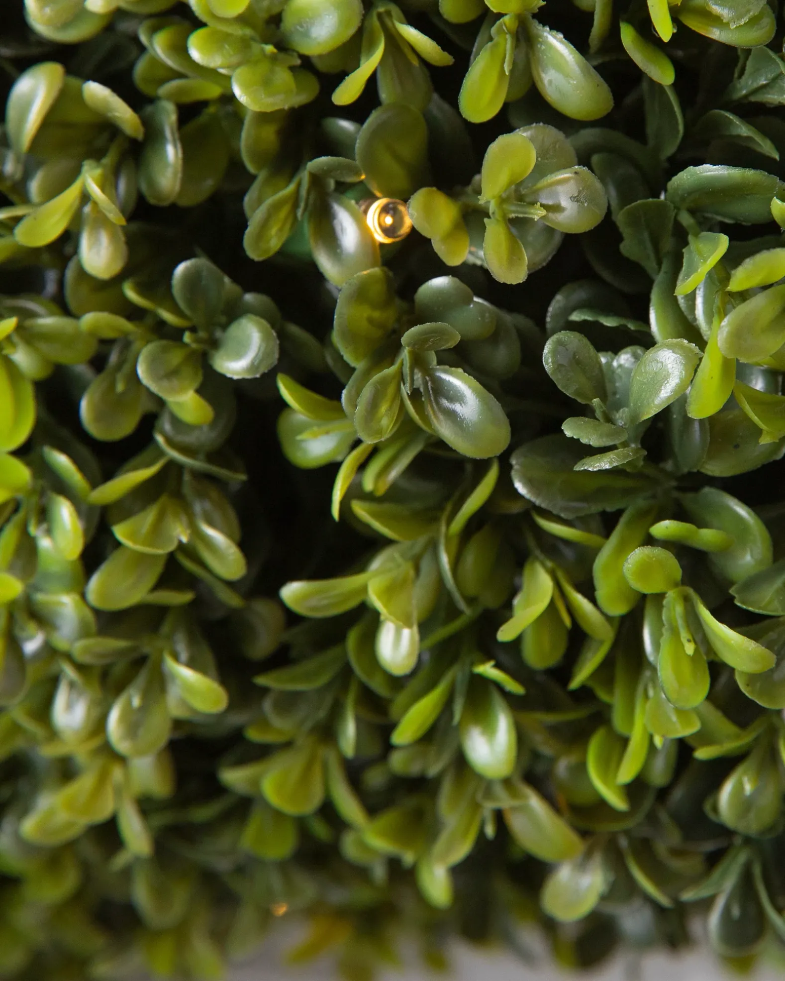 Outdoor Boxwood Foliage