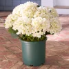 Outdoor Hydrangea Harmony Foliage