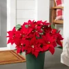 Outdoor Lit Poinsettia Celebration Foliage