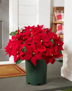 Outdoor Lit Poinsettia Celebration Foliage