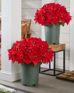 Outdoor Lit Poinsettia Celebration Foliage