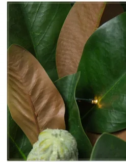 Outdoor Magnolia Leaves Foliage