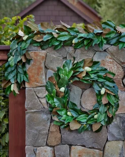 Outdoor Magnolia Leaves Foliage