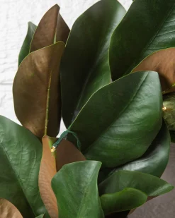 Outdoor Magnolia Leaves Foliage