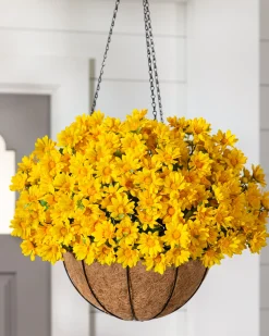 Outdoor Sunset Mums Foliage