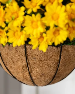 Outdoor Sunset Mums Foliage