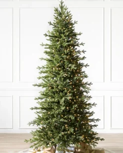 Red Spruce Trees