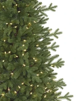 Red Spruce Trees