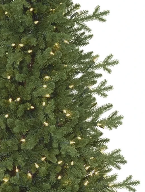 Red Spruce Trees
