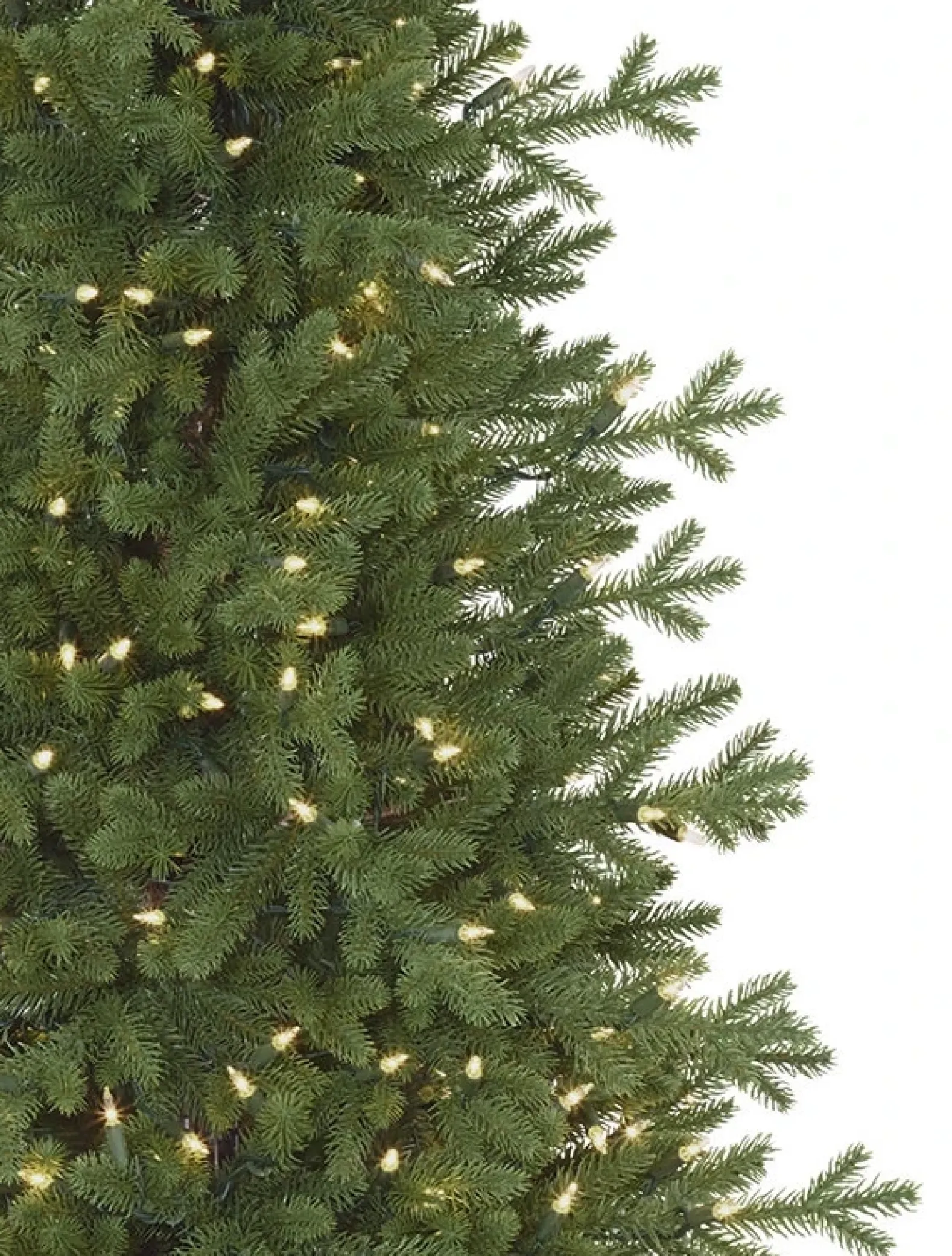 Red Spruce Trees