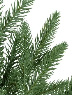 Red Spruce Trees