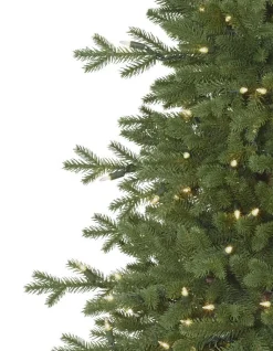 Red Spruce Trees