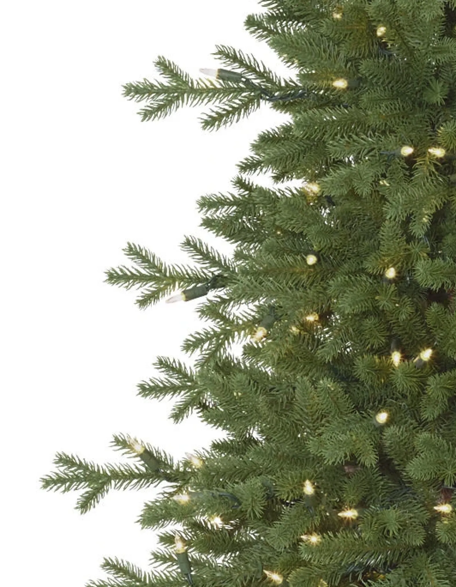 Red Spruce Trees