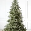 Sanibel Spruce Trees
